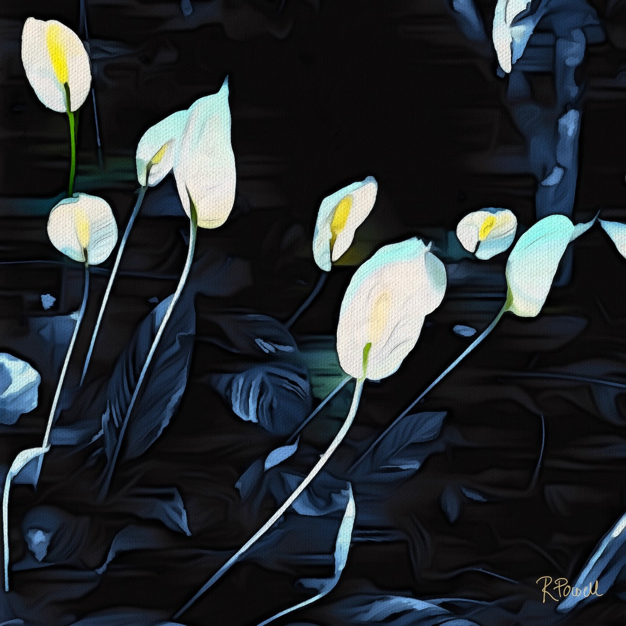 White lilies with soft yellow centres glow against a deep black background, their delicate forms highlighted with cool blue tones in a moody, night-like setting.