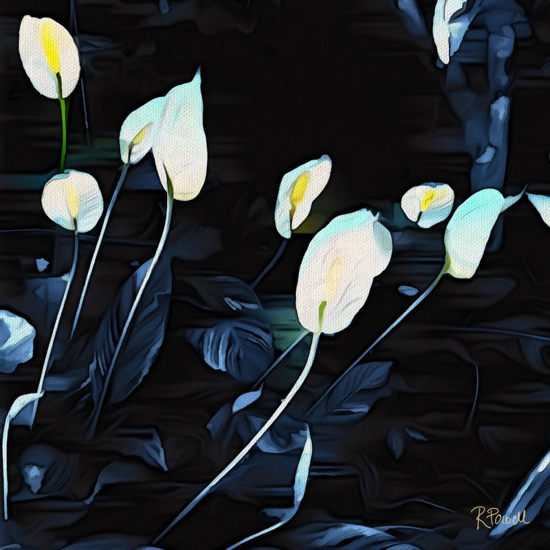 White lilies with soft yellow centres glow against a deep black background, their delicate forms highlighted with cool blue tones in a moody, night-like setting.