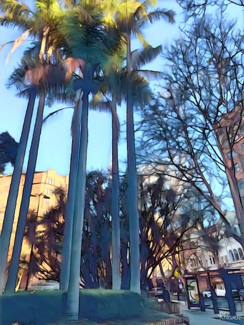 Tall palm trees in Fitzroy Gardens, Potts Point, lit by golden morning sun with blue sky, surrounding buildings, and a quiet urban street below. The following images feature the same artwork in different interior settings.